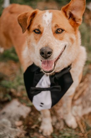 Happy tan and white dog wearing a formal black bow tie and tuxedo collar smiles at the camera.