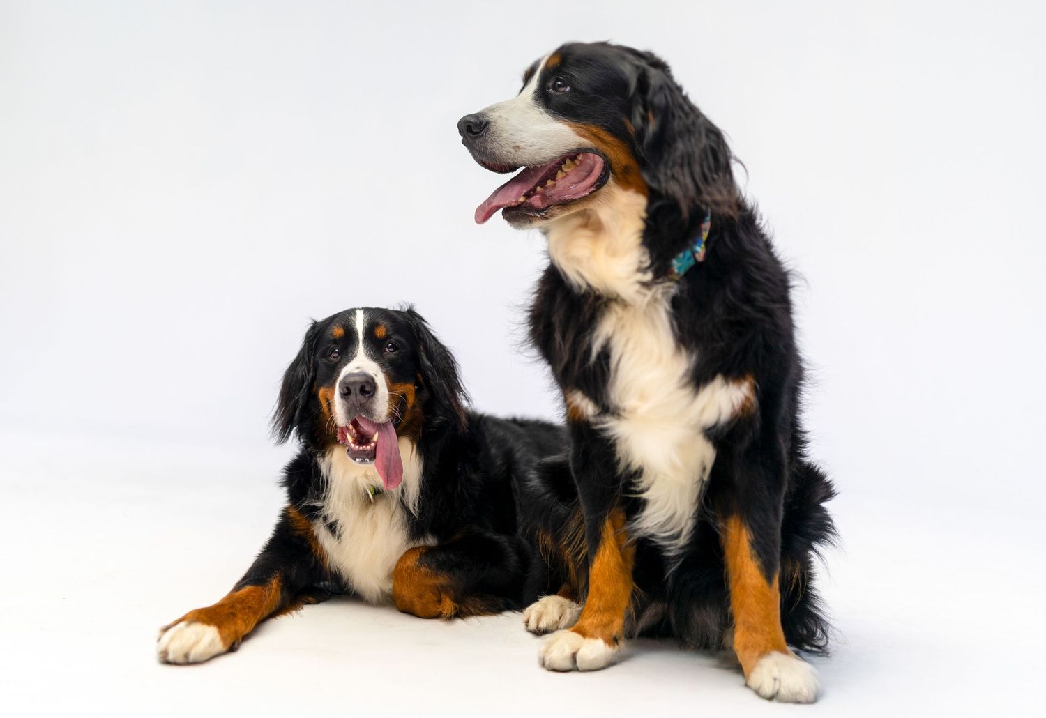 Dos perros de montaña berneses posando juguetonamente juntos sobre un fondo blanco liso, perfectos para proyectos relacionados con mascotas