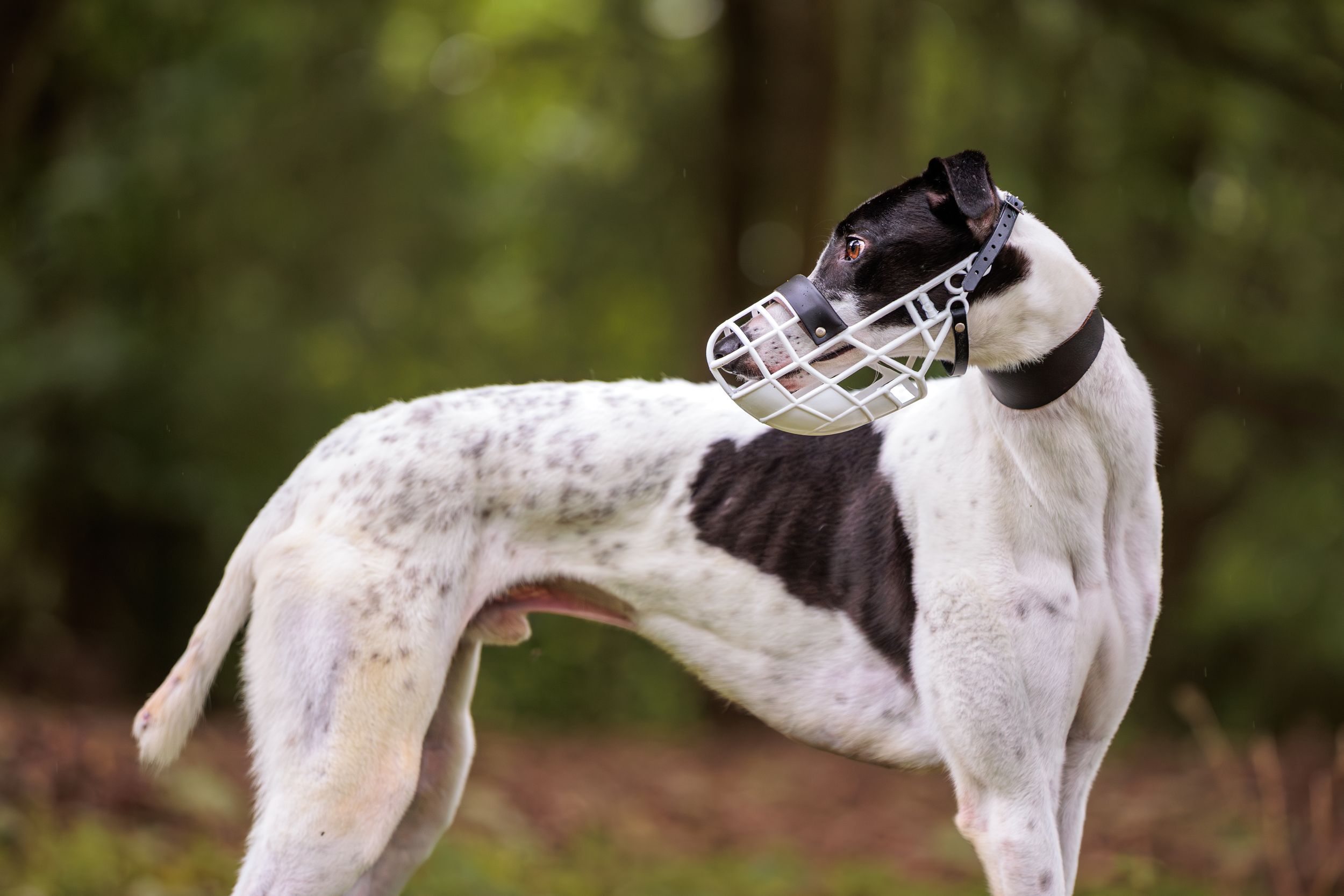 Profile view of a white greyhound dog wearing a protective racing muzzle standing in a natural outdoor setting.