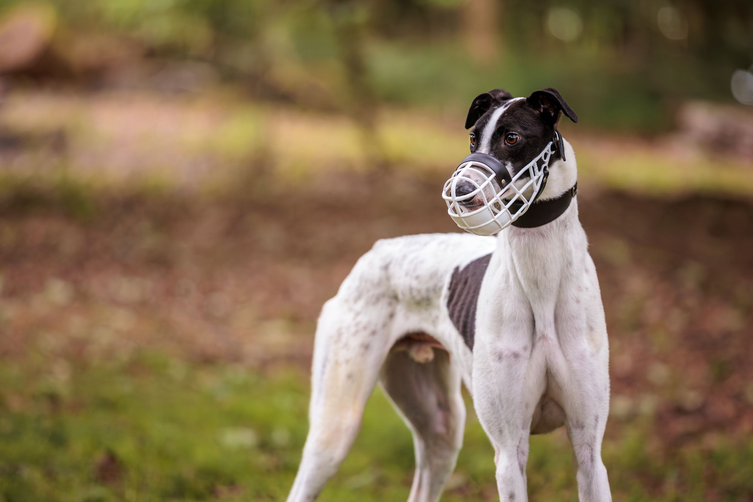 Side view of an alert white greyhound wearing a racing muzzle standing attentively against a blurred forest background.