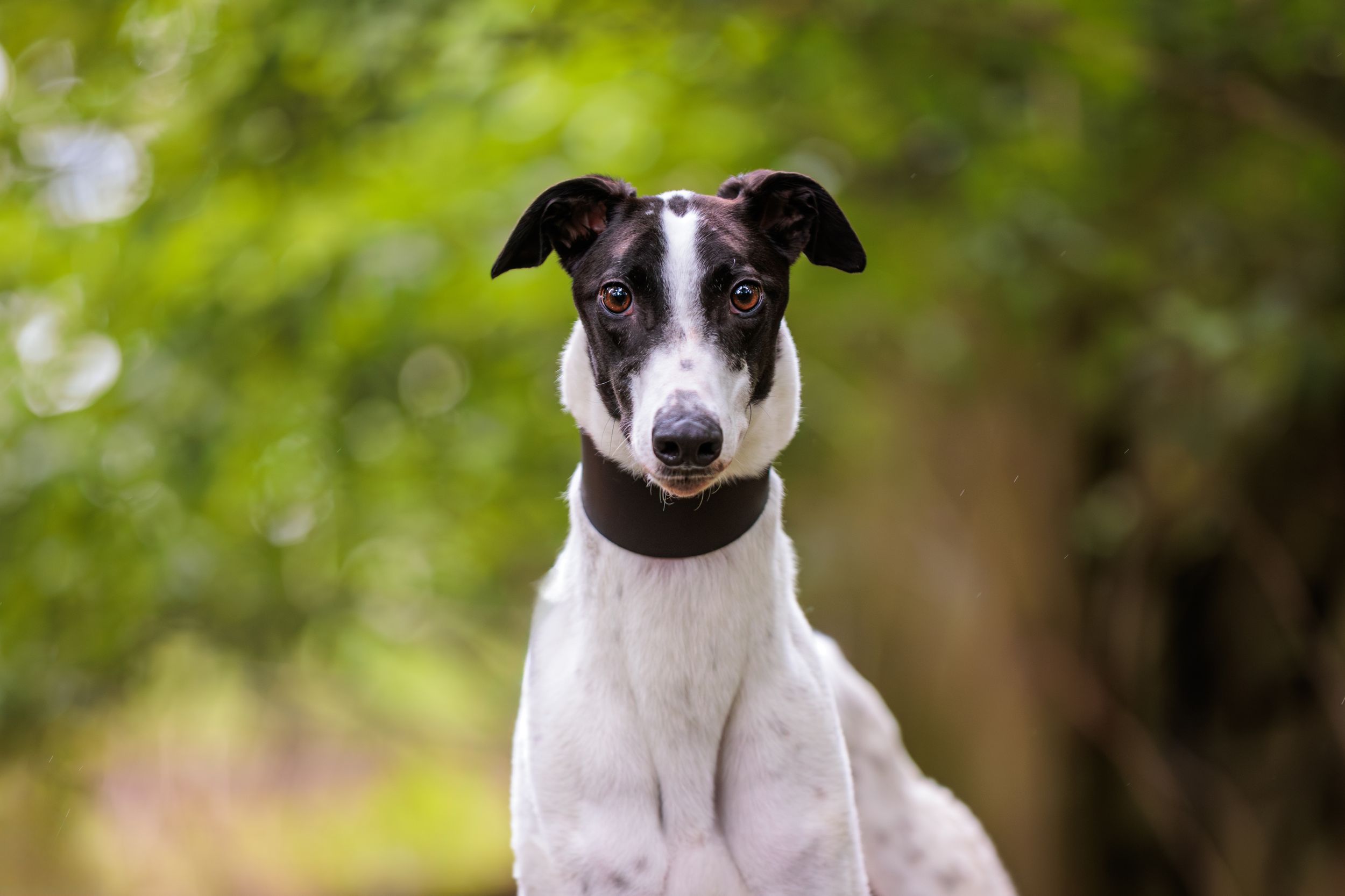 Portrait of an alert black and white smooth-haired Whippet dog with perked ears against a blurred green background.