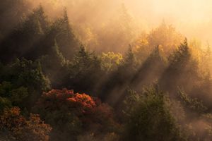 Sunbeams pierce through misty forest canopy illuminating autumn foliage in golden morning light.