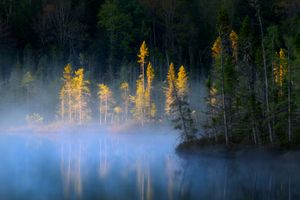 Golden larch trees reflect in misty lake waters during sunrise, creating a serene wilderness landscape.