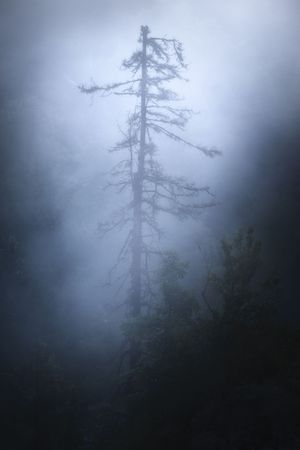 Moody fog envelops bare evergreen trees creating an ethereal forest atmosphere.