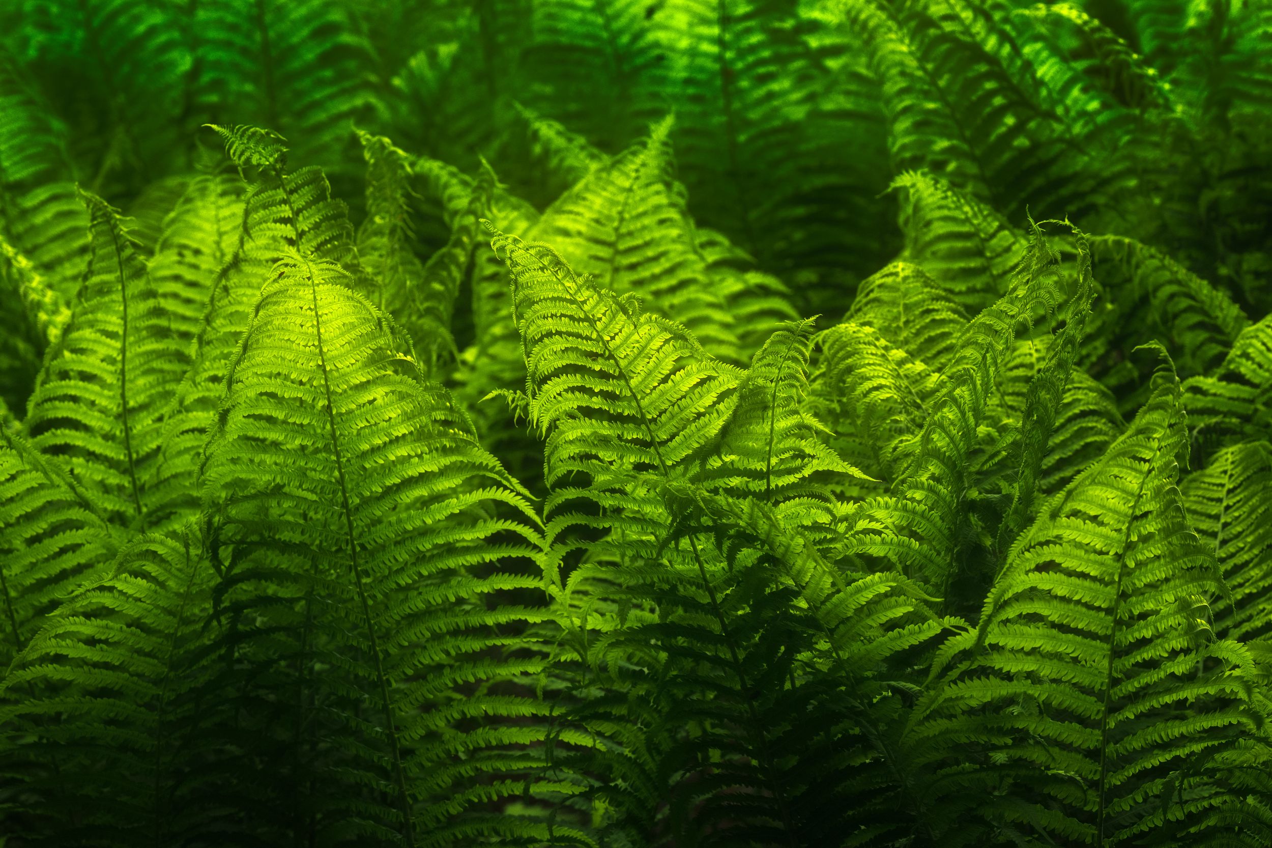Lush green ferns create a natural canopy in a dense forest setting with dappled sunlight filtering through the leaves.