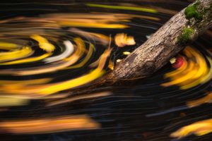 Long exposure shot of swirling autumn leaves creating golden light trails in dark flowing water.