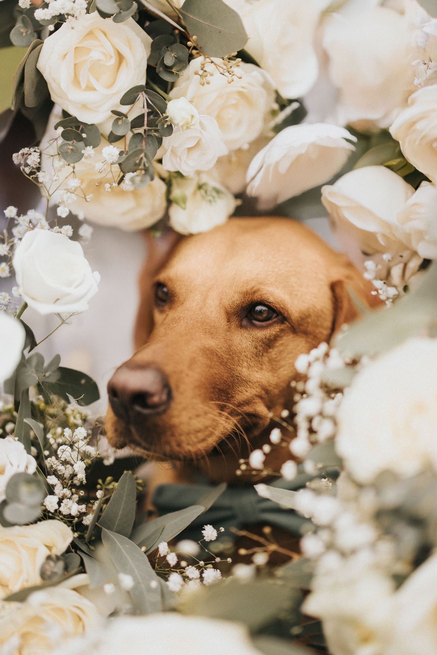 Golden lab peeks through delicate white roses in an elegant wedding arrangement. Captured by Lincolnshire photographers.