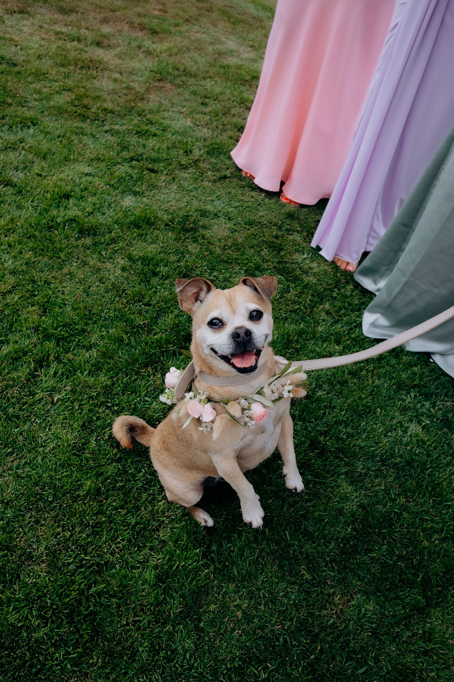 Small smiling tan dog wearing a floral collar walks on grass beside flowing pastel dresses.