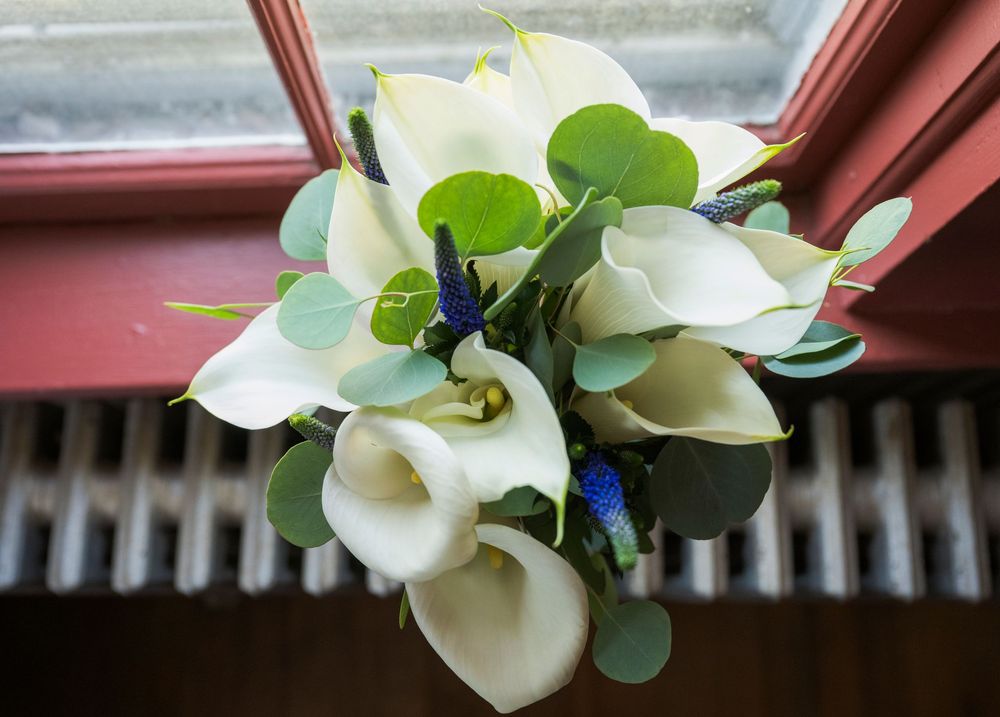 White calla lilies arranged in a wedding bouquet with blue asters and silvery eucalyptus leaves against a window.