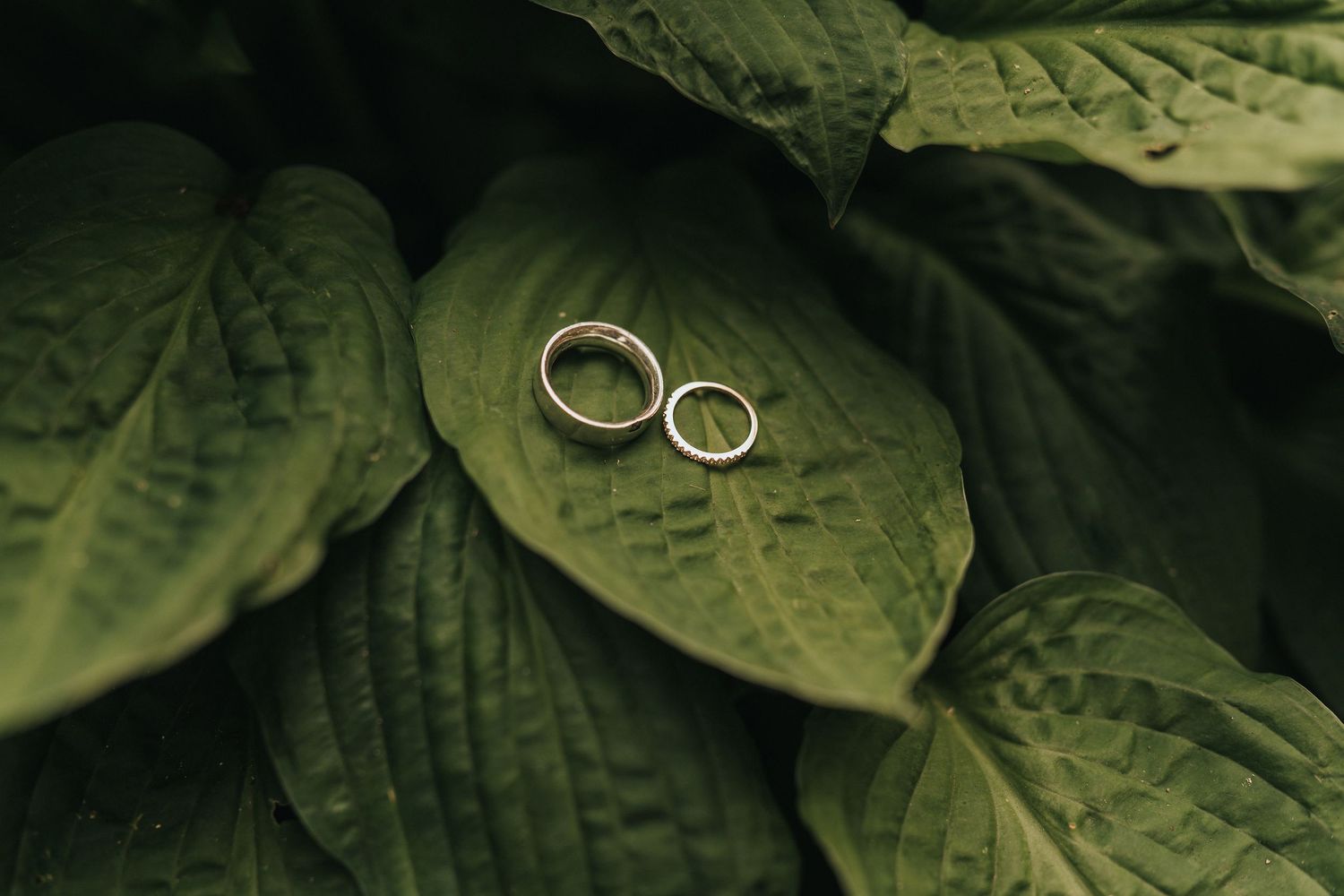 Two gold wedding rings rest on a lush green leaf. Captured by Grimsby photographers.