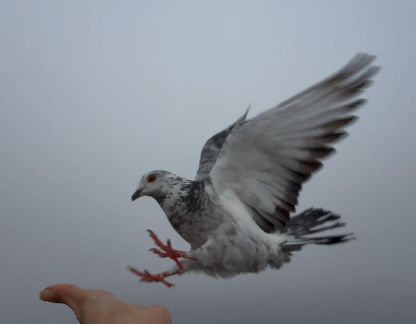 A white pigeon with spread wings about to land on a person's outstretched hand against a cloudy sky.
