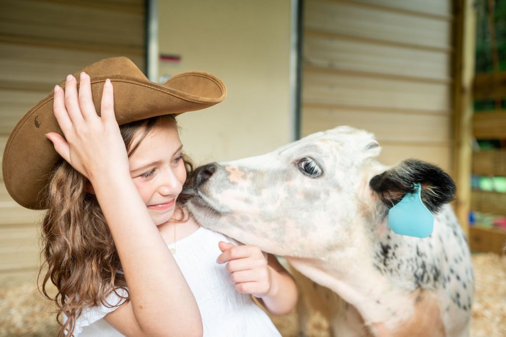 Playful white and speckled horse nuzzles close to someone wearing a brown cowboy hat outdoors.