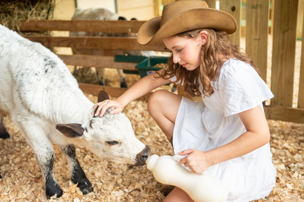 A person in a white dress and cowboy hat gently bottle feeds a young goat in a barn setting.