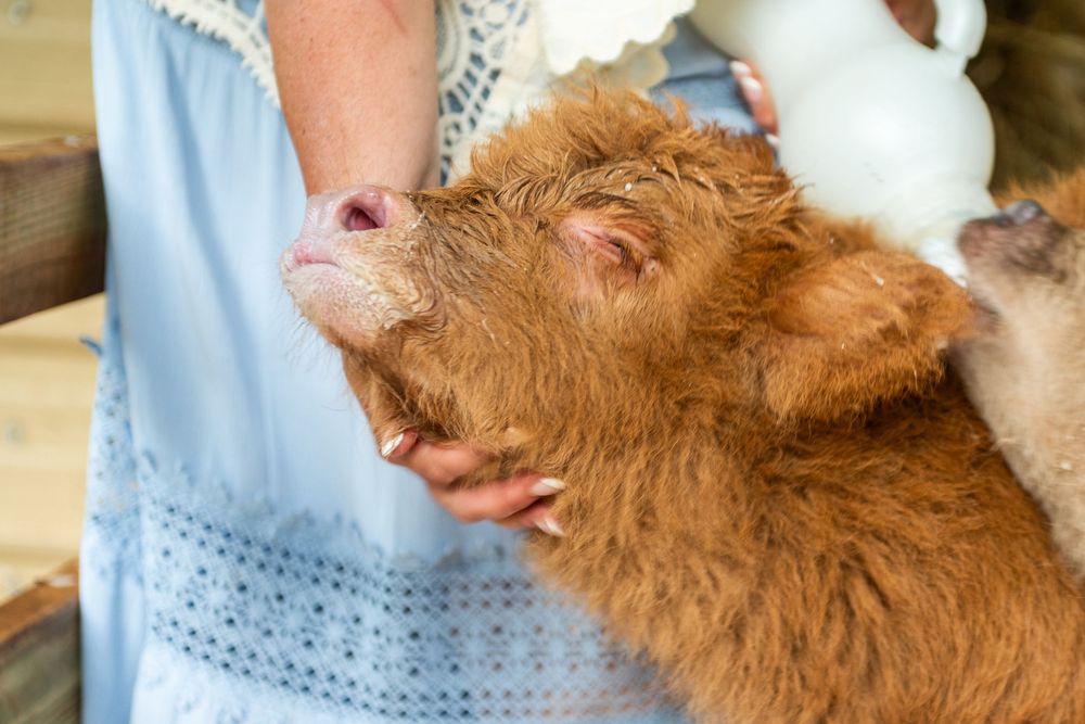 A brown Highland calf being bottle fed while wearing a slight smile on its furry face.