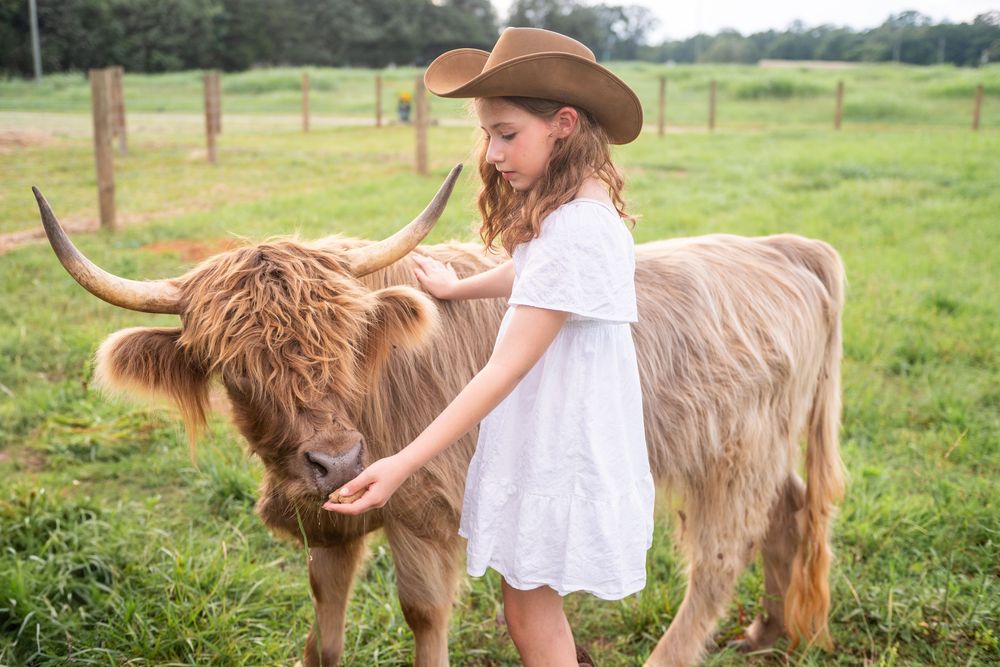 Person in white dress petting a friendly Highland cow with long horns in a green pasture on a sunny day.