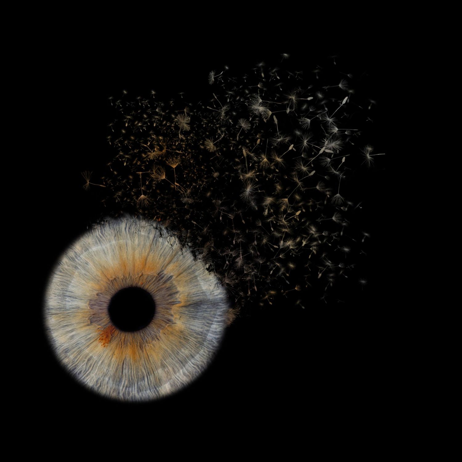 A macro photo of a dandelion clock breaking apart with seeds scattering against a black background.