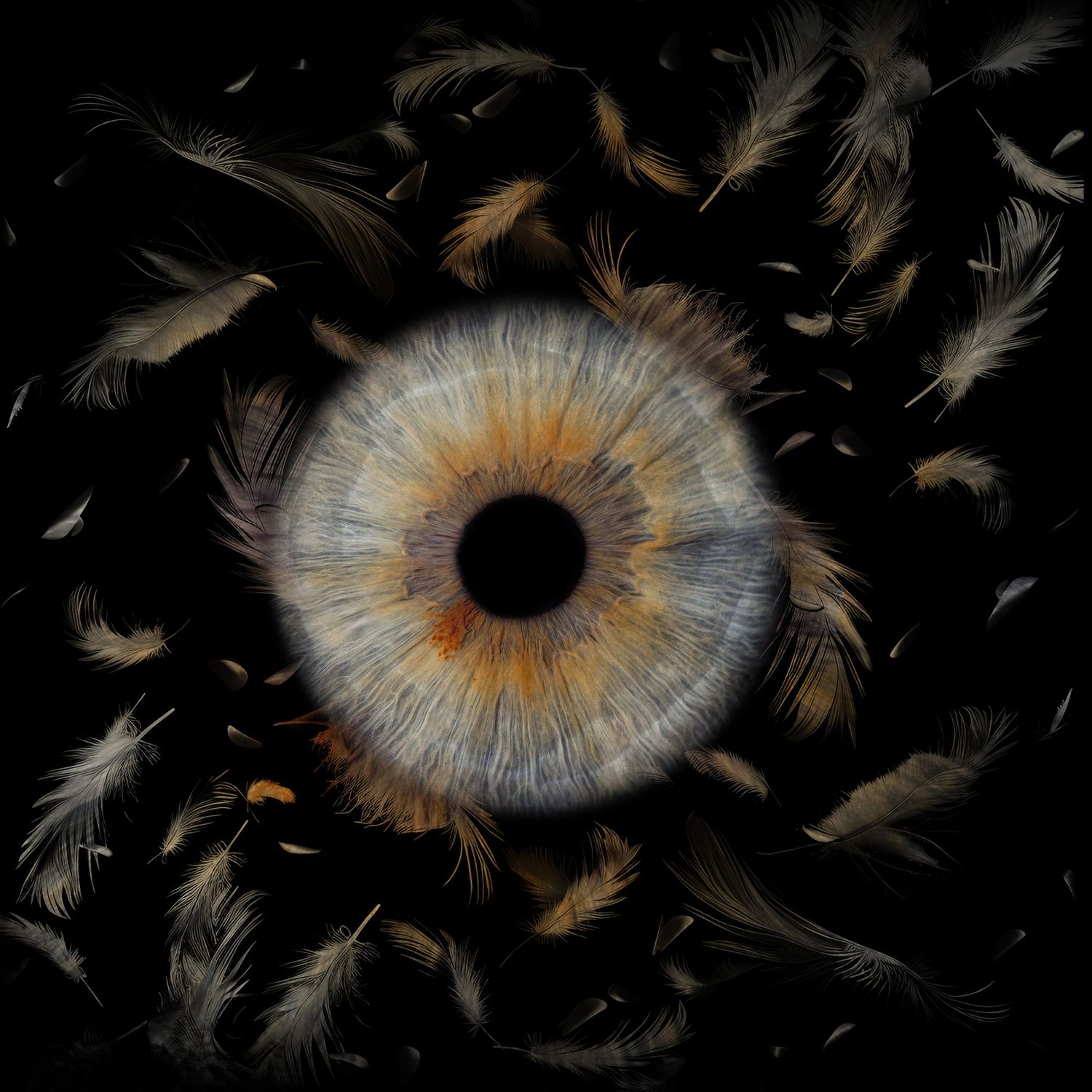 Feathers float and scatter around a detailed blue-brown iris eye macro photograph against a black background.