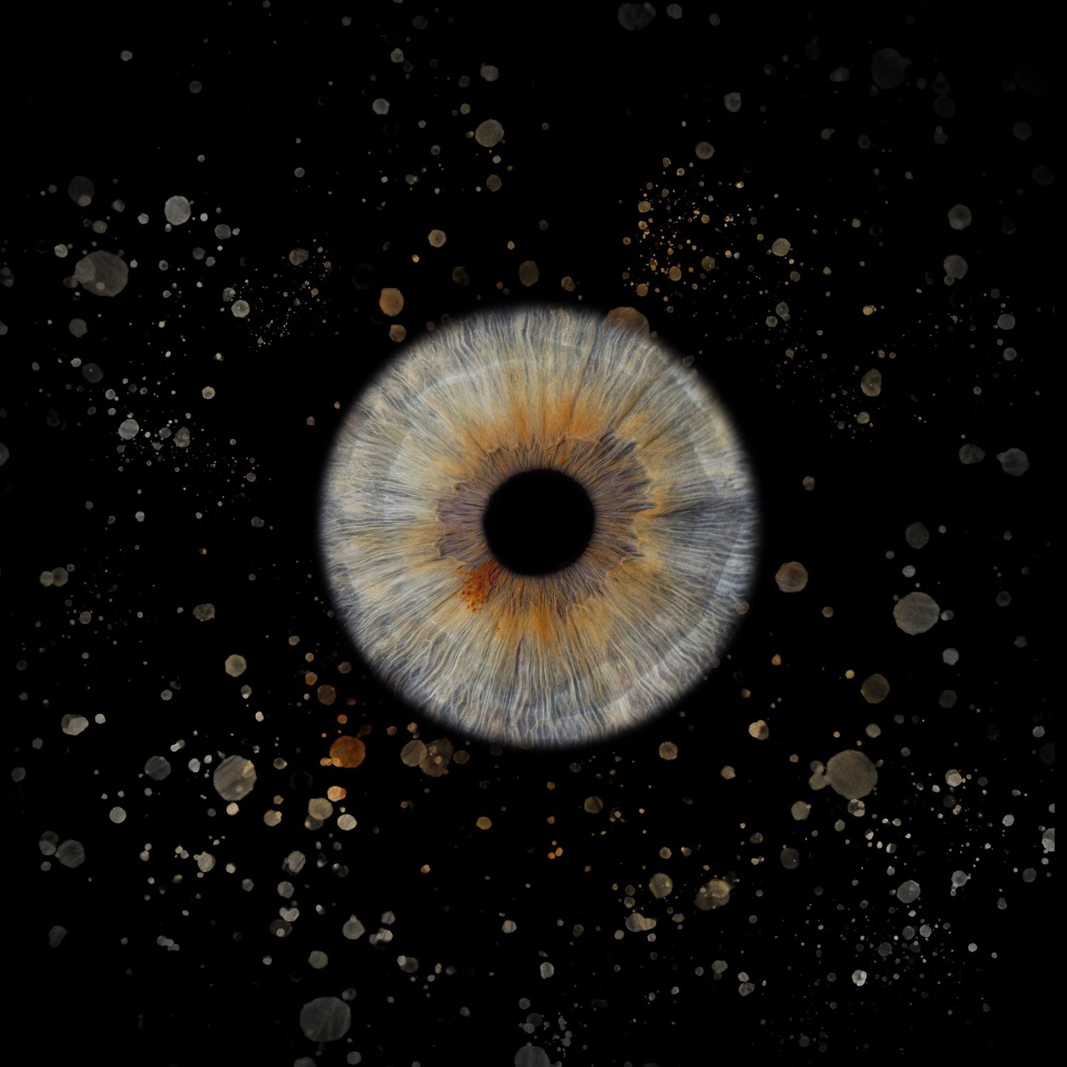 A detailed iris macro photograph showing light blue and orange colors against a dark starry background.