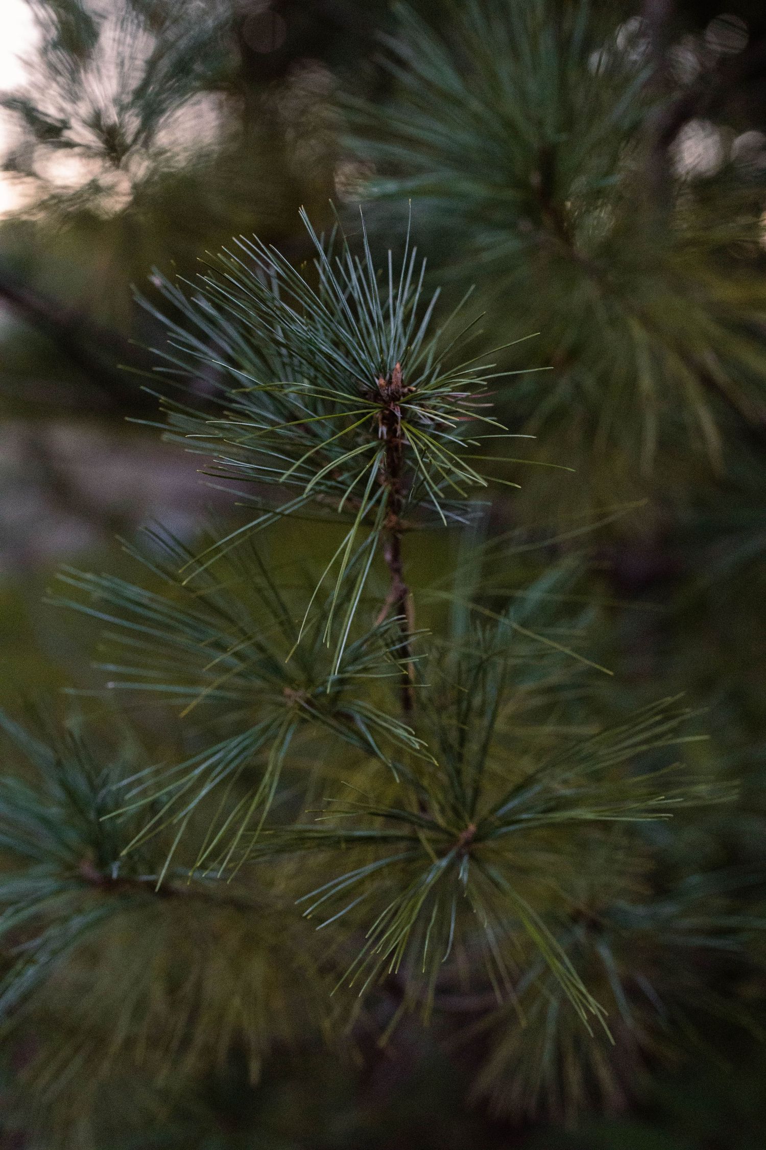 Close-up detail shots of pine needles and branches with soft focus and natural lighting.