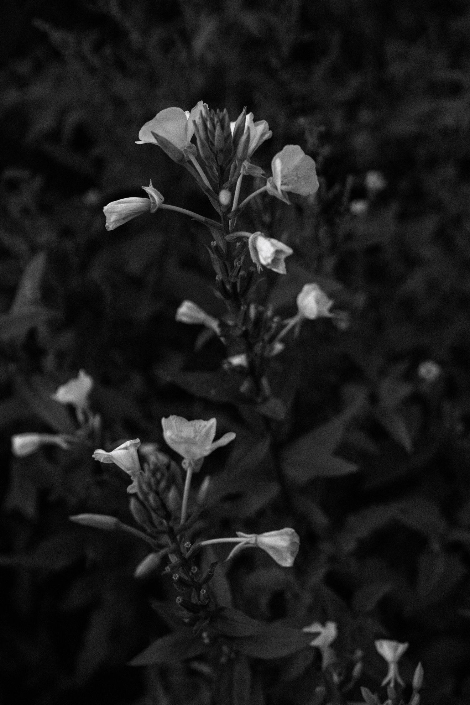 A row of eight black and white photographs showing delicate flowers emerging from dark shadows in a moody artistic composition.