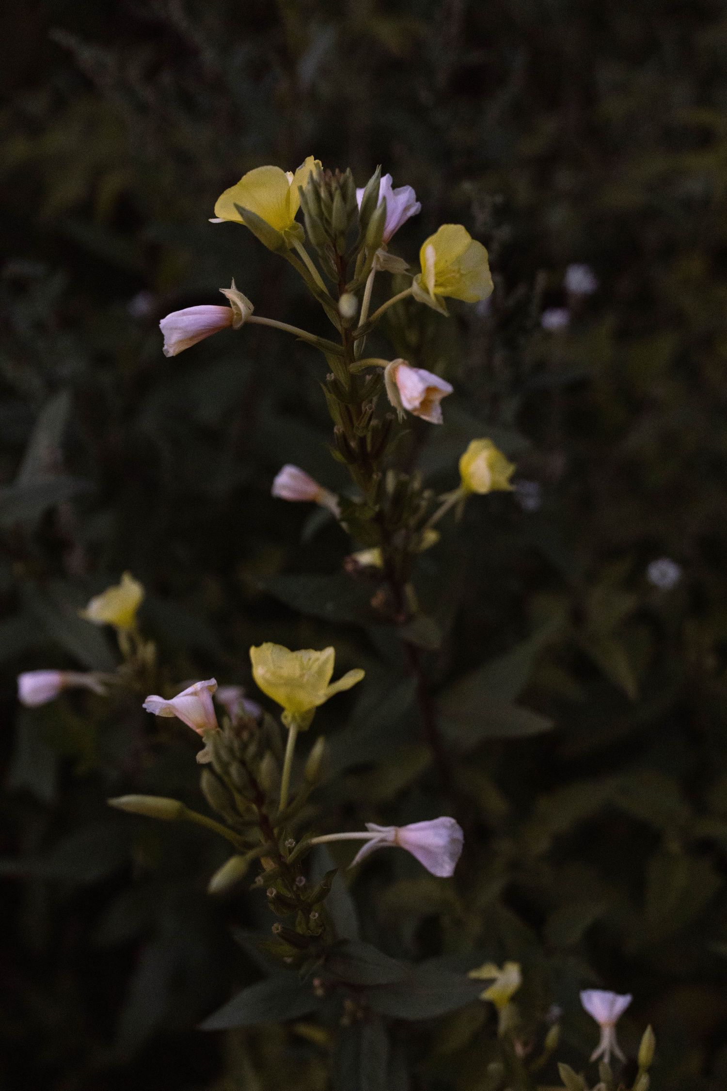 Delicate pink and yellow flowers blooming in low light garden setting.