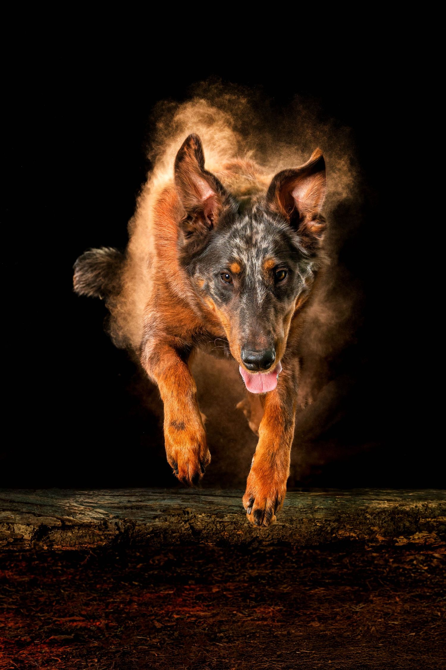 A dramatic photo series shows a wolf emerging from darkness with glowing orange backlighting against a black background.