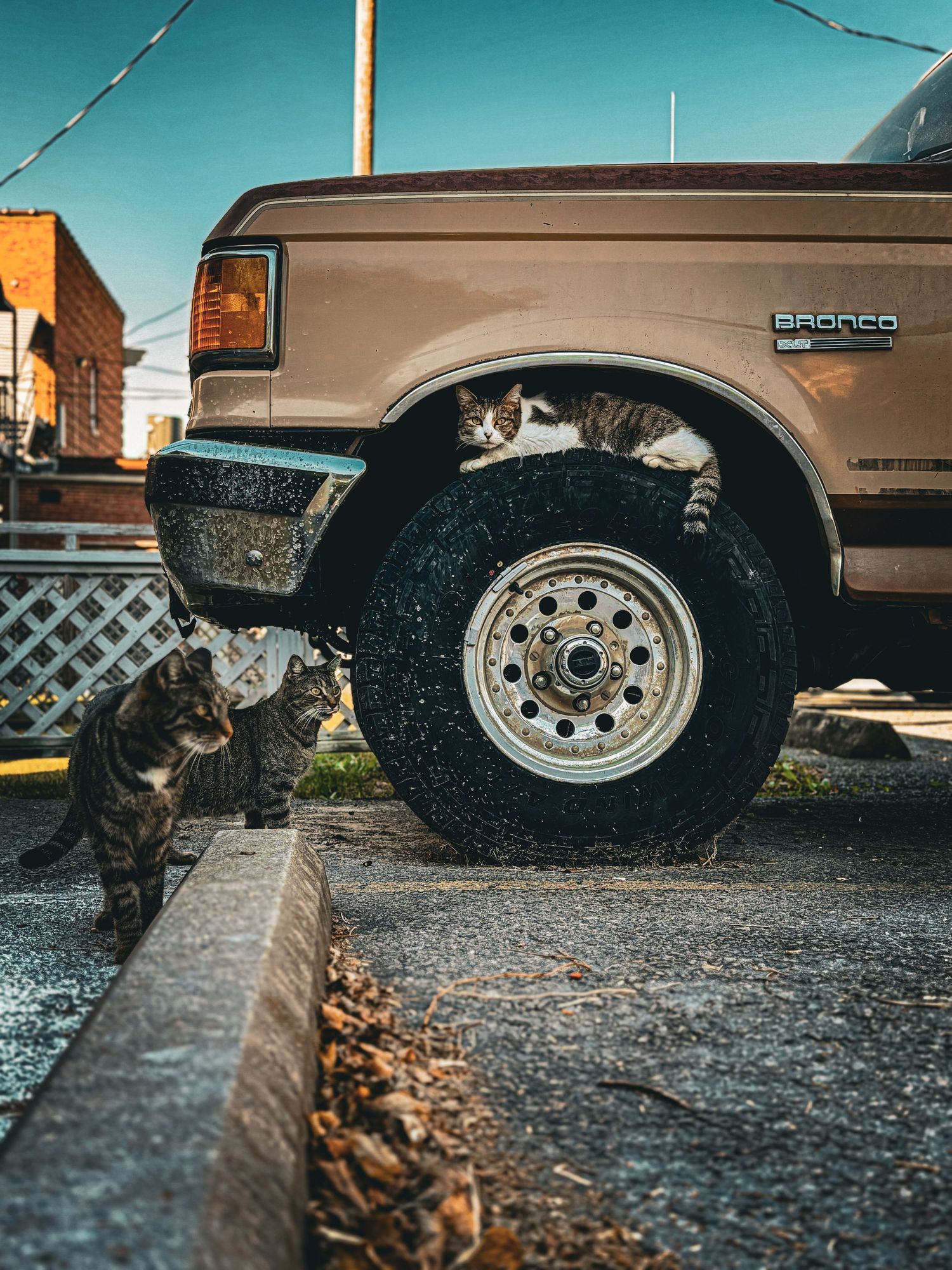 Two tabby cats near a lifted Ford Bronco SUV with large off-road tires parked on a street.