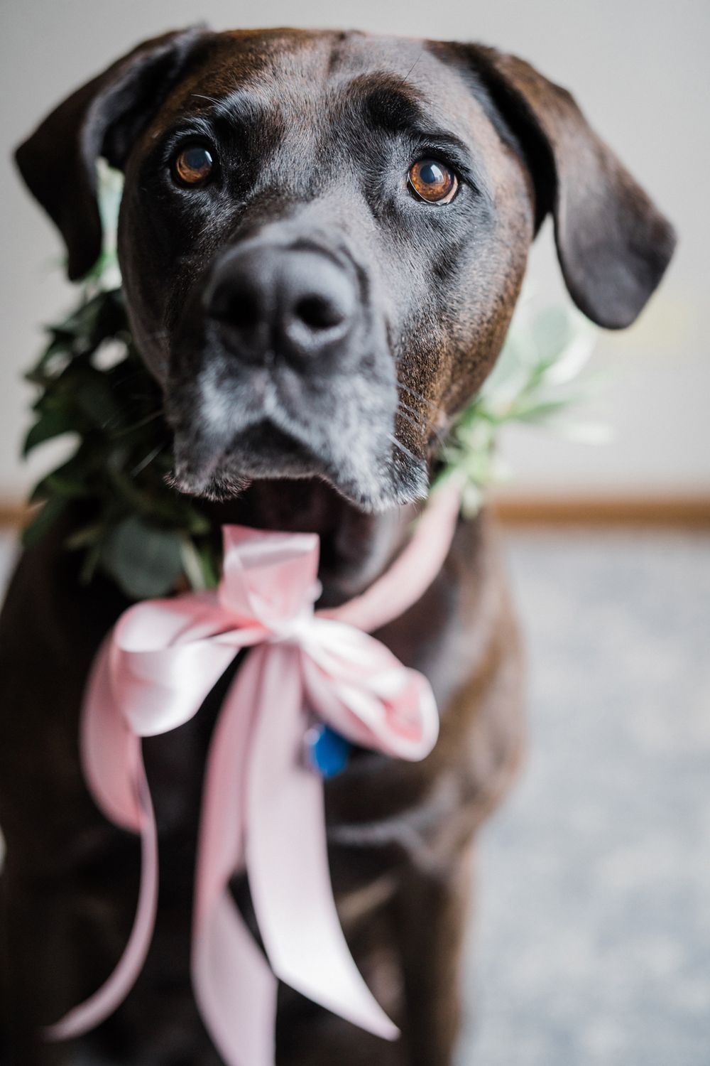 Photo of ring bearer dog at wedding.