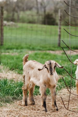 Baby goats play and explore in a grassy field with straw-covered ground.