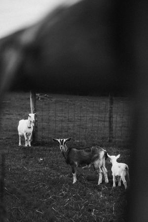 Black and white baby goats stand together near a wire fence in a pastoral field.