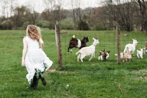 White-dressed figure walking across pastoral field with sheep grazing in the background.