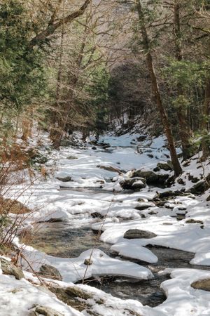 Snow-covered stream winds through winter forest with rocks and bare trees creating a serene woodland scene.