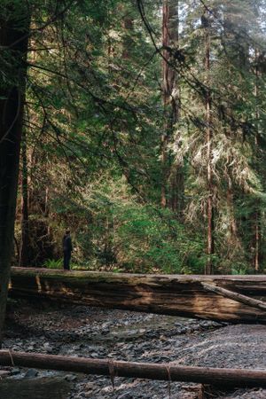 Fallen logs create a natural bridge across a stream in a misty Pacific Northwest forest with towering evergreen trees.