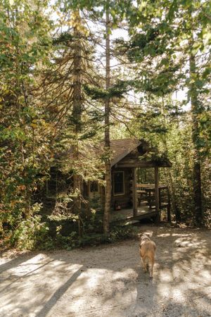 A rustic wooden cabin nestled among tall evergreen trees with a dog walking up the path towards it.