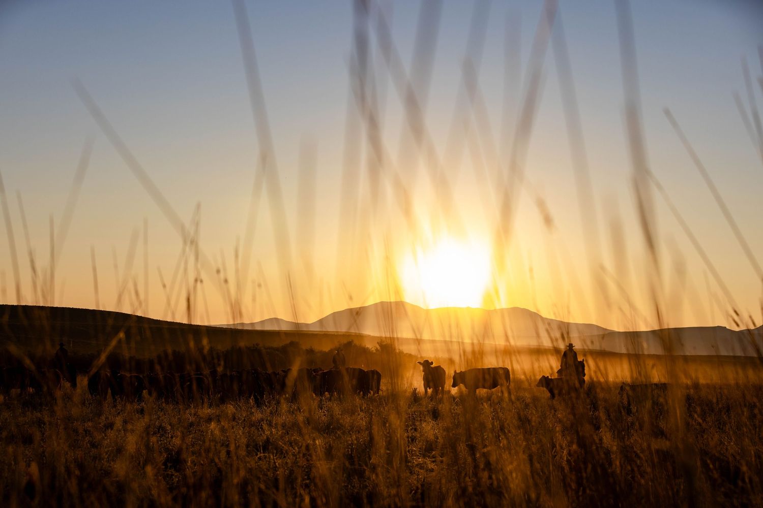 Golden sun setting behind mountains with tall grass silhouetted in the foreground.