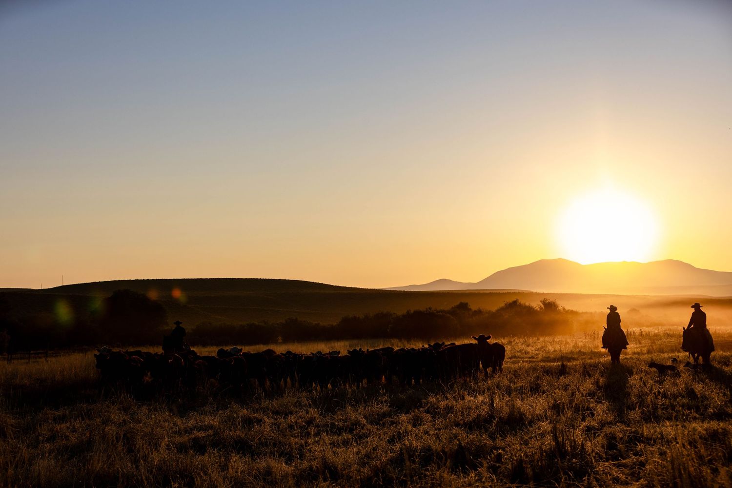 Silhouettes of cattle and ranchers against a dramatic sunset over rolling hills.