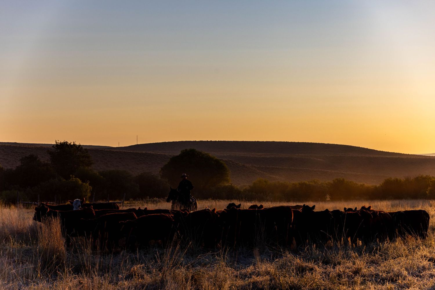 Cattle silhouetted against a golden sunset over rolling hills with misty valleys.