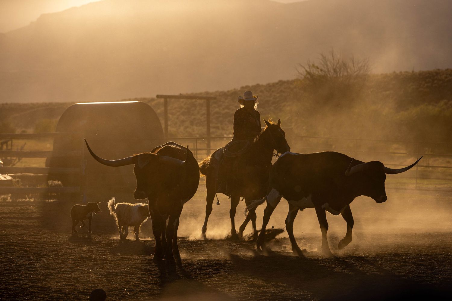 A silhouetted rider herds cattle through a dusty corral at sunset.
