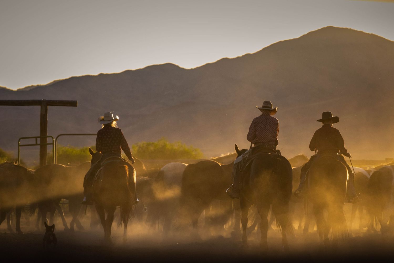 Three riders on horseback kick up dust while herding cattle at sunset in the Nevada.