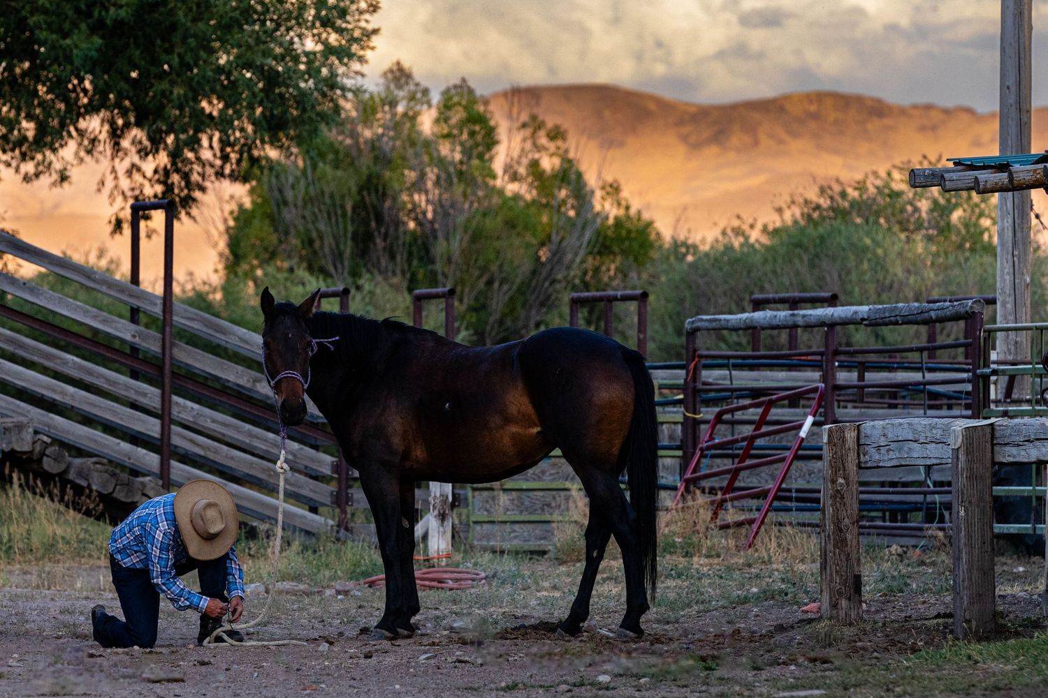 A beautiful dark horse stands waiting for the cowboy at sunset with mountains visible in the background.