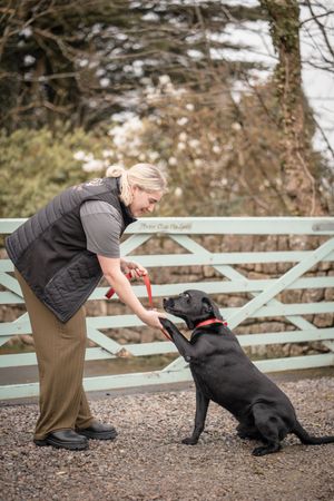 A woman in a quilted vest trains a black Labrador to sit and shake paws outdoors by a gate.