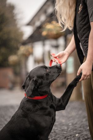Black Labrador with red collar shaking paws with blonde woman outdoors near historic half-timbered building.