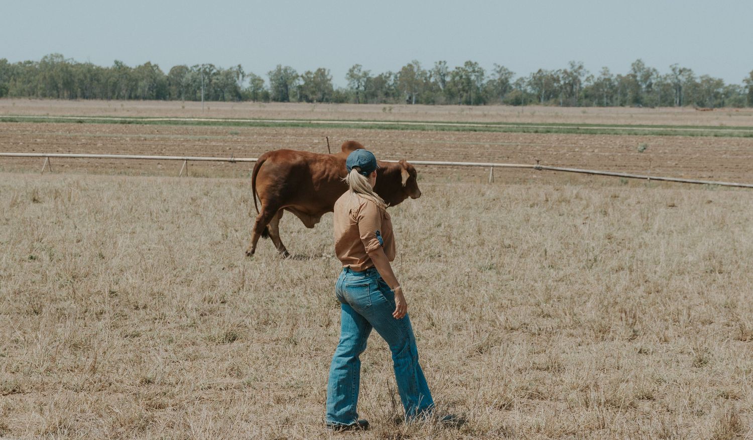 Person walking alongside a brown cow in a dry open paddock on a rural Australian property.