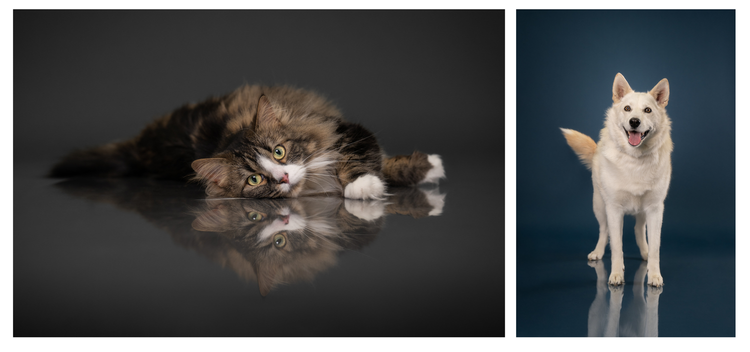 A fluffy cat lies on a reflective dark surface beside a white dog standing alert against a blue studio background.