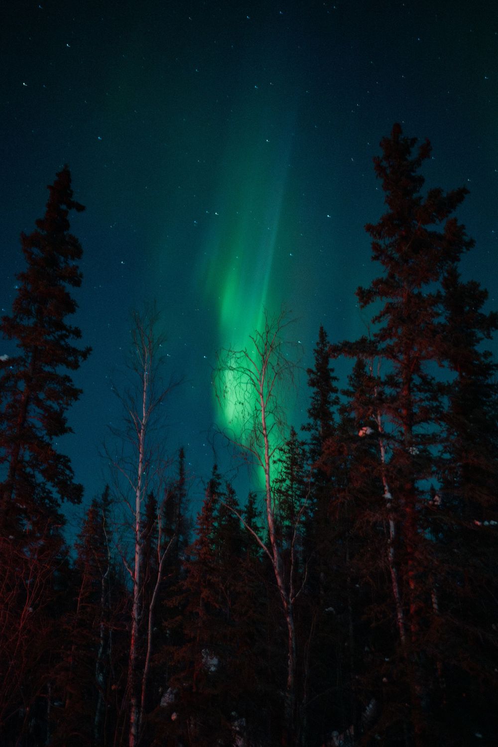 Northern lights aurora borealis glowing green over dark silhouetted pine trees in a starry night sky.