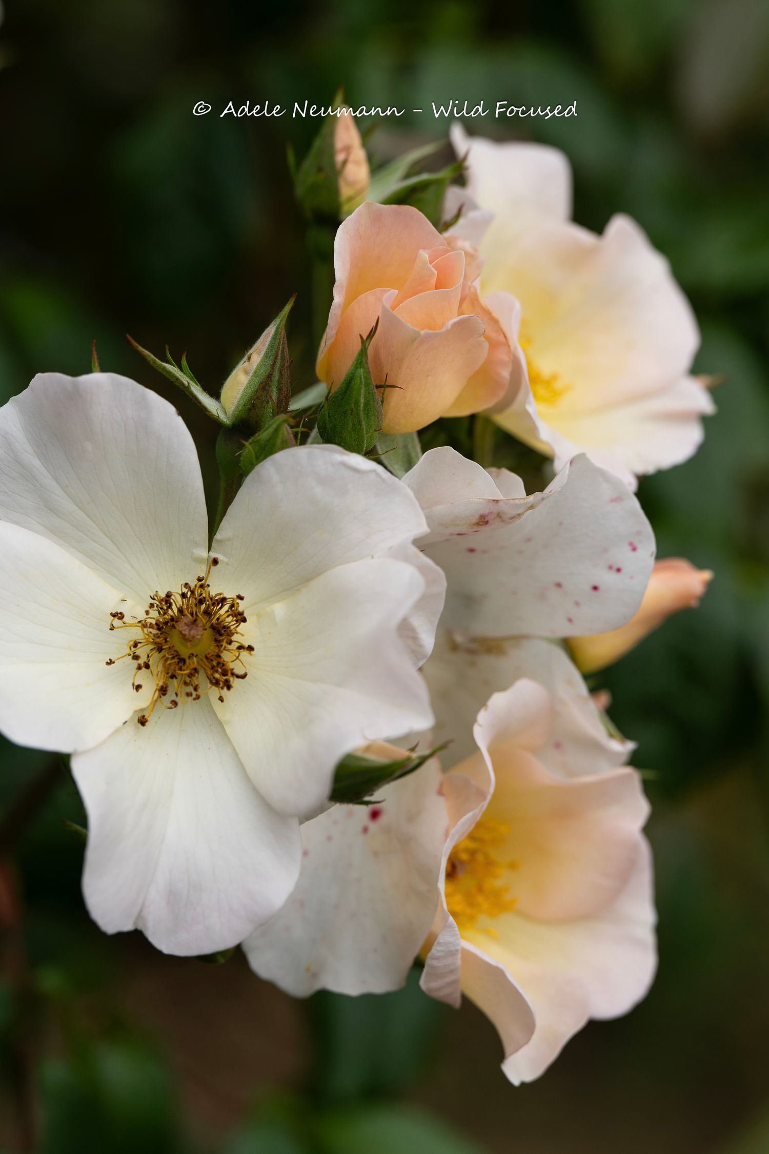 Cluster of delicate white and peach roses with yellow centers blooming against a soft green garden background.