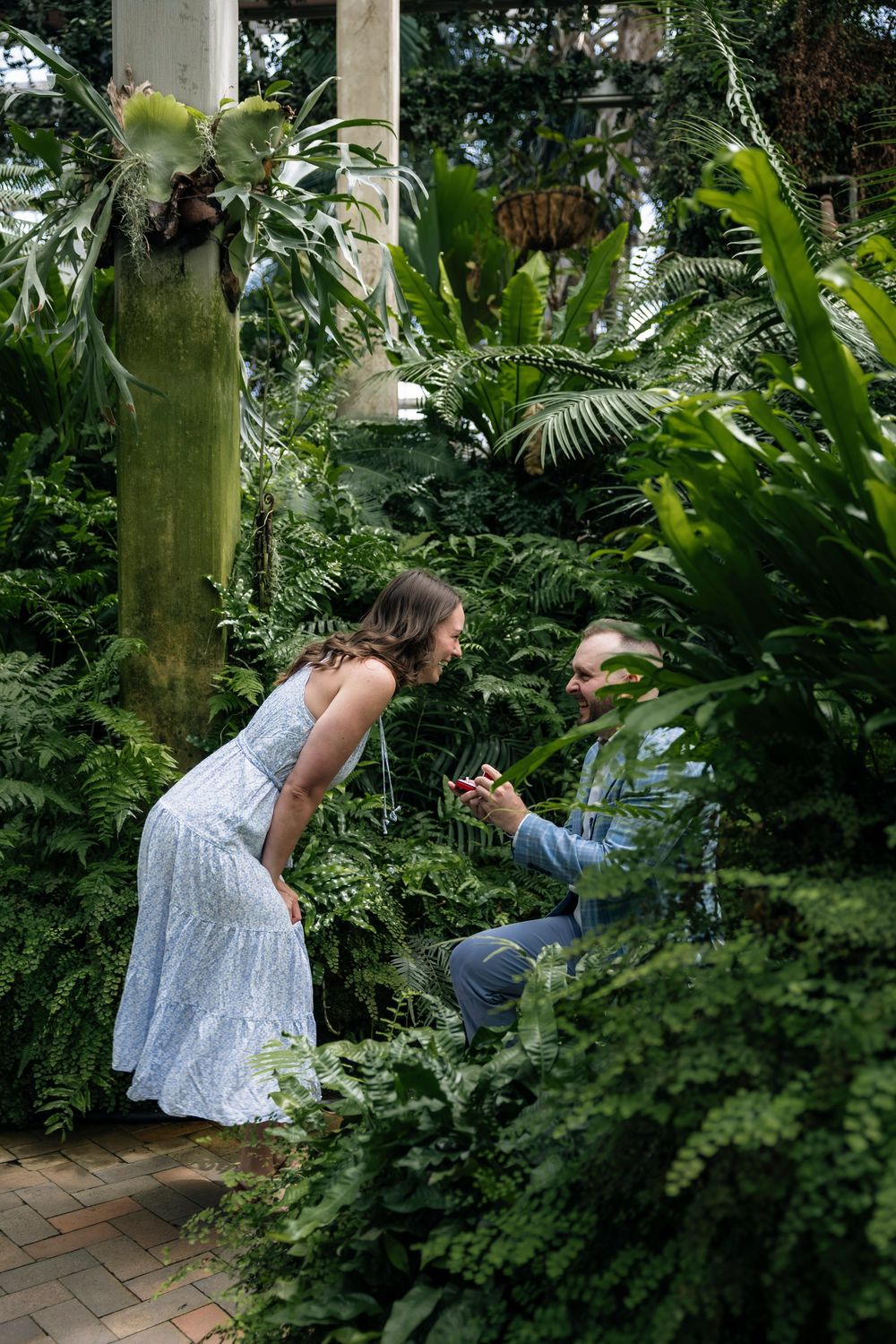 Man kneeling to propose to woman in lush green Garfield Park Conservatory in Chicago surrounded by tropical ferns and plants.