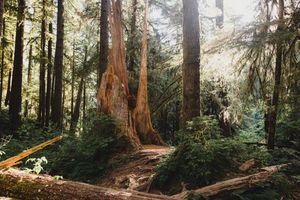 Sunlit redwood forest path with towering ancient trees, lush green ferns, and fallen logs in a misty woodland setting.