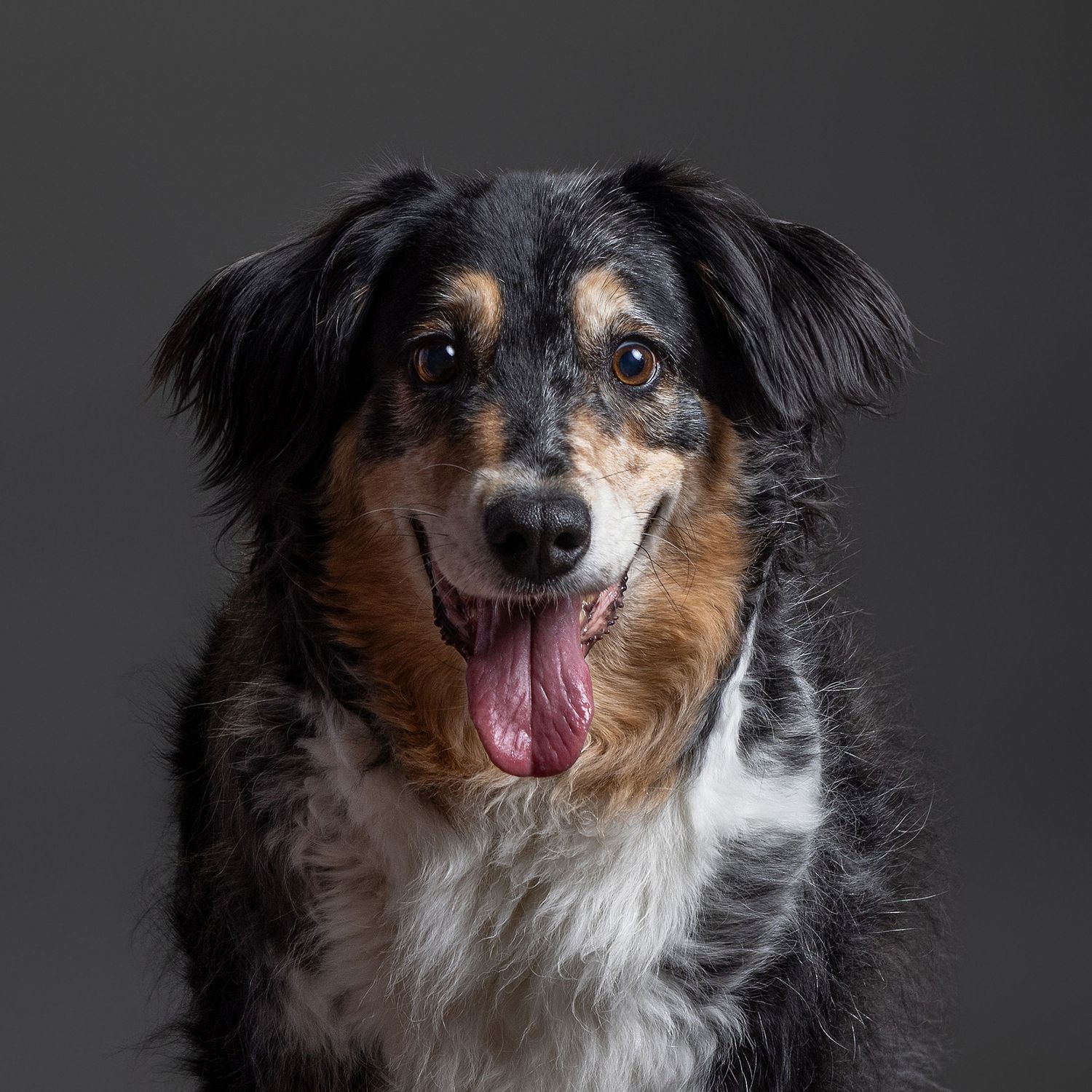 A happy Australian Shepherd dog with merle coat, tongue out, posing against a gray studio background.