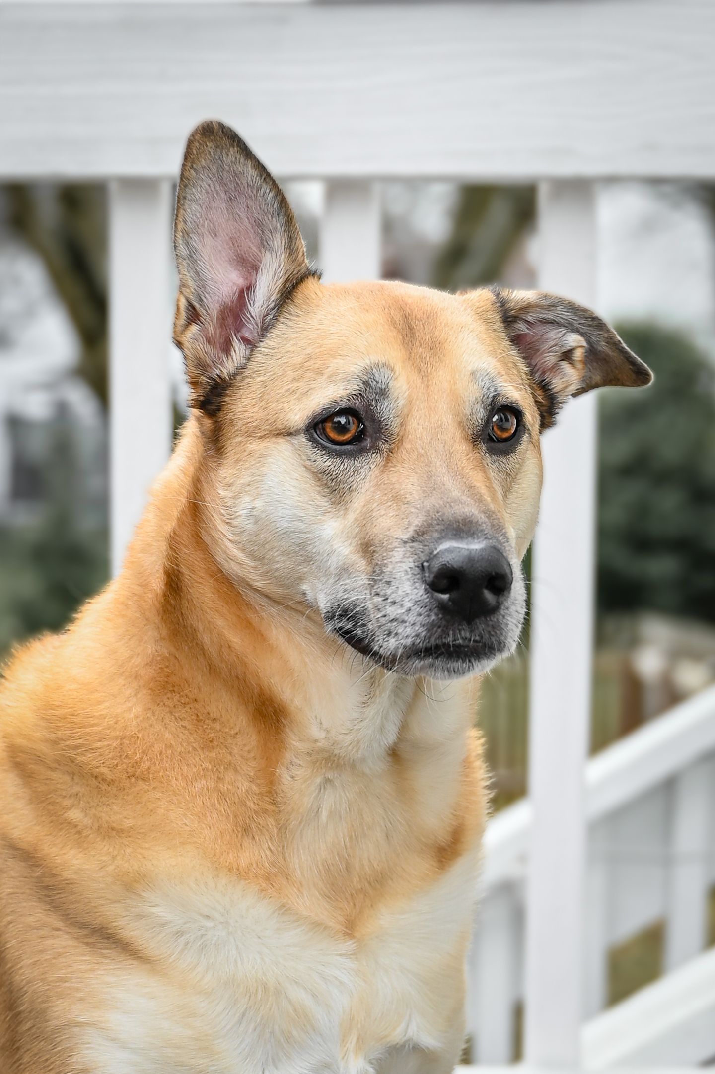 Close-up portrait of a tan mixed breed dog with alert ears against white railing background.